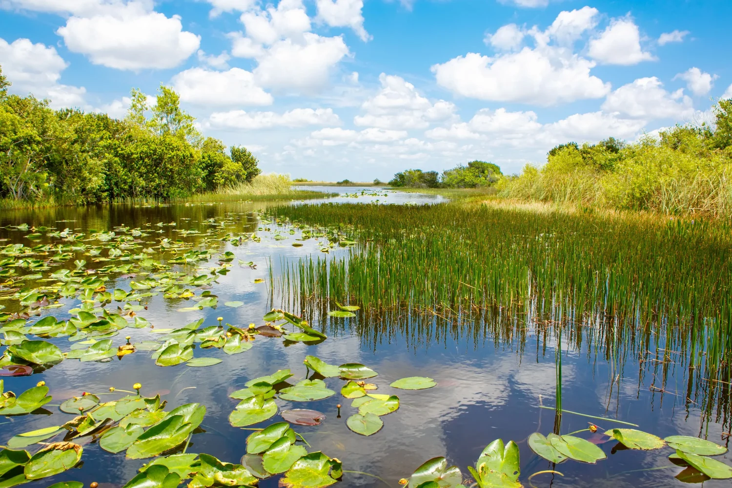 Everglades Tour from Miami Beach