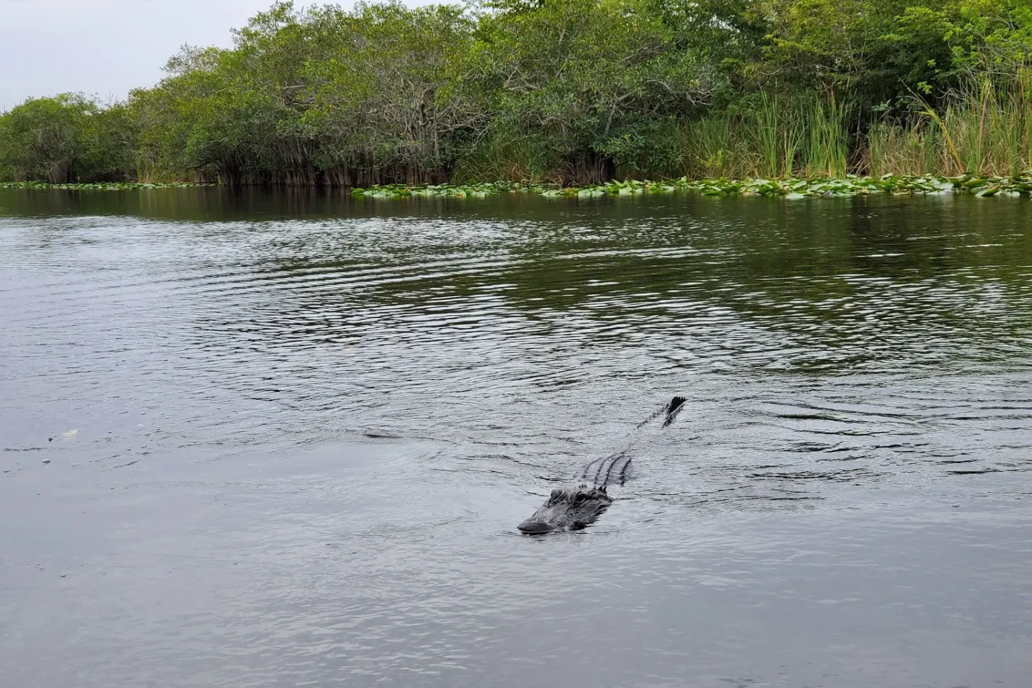 Everglades from Miami Beach
